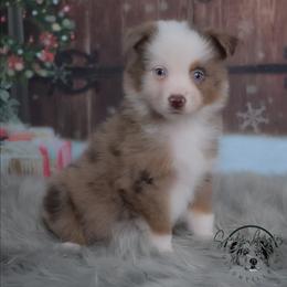 Zayla - Red merle female Australian Shepherd puppy in Fultonville, New York from Sandy Aussies & Pomeranians