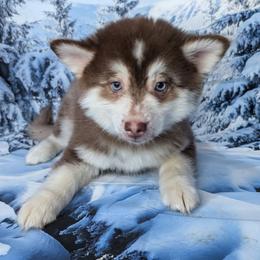 Jasper - Red and white male Pomsky puppy in Spring Hill, Florida from www.PuppyTimeEmporium.com