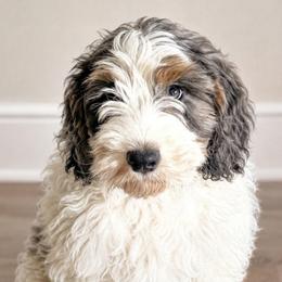 Murphy (reduced) - Merle male Cavapoo puppy in Underwood, Minnesota from Tru Cuddle Pups