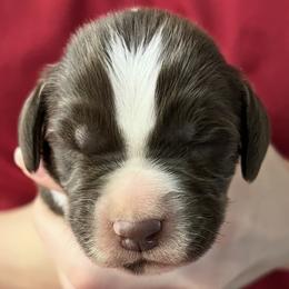Krystal boy 1 - Liver and white male Brittany puppy in Floyd Knobs, Indiana from Cross Creek Brittanys