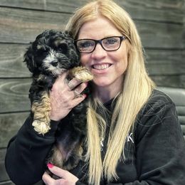 Australian Labradoodle, Cavapoo, and Goldendoodle Puppies from Deer Creek Labradoodles