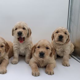 Golden Retriever Puppies from Wild Hearts Goldens