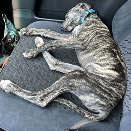 Poodle and Whippet All Grown Up from Charleston Reds Standard Poodles and Whippets