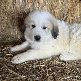 Great Pyrenees Puppies from Natalie Hnatkiv