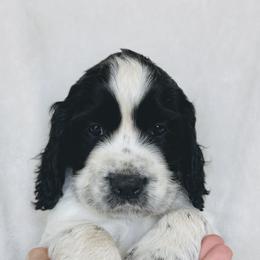 Colt - Black and white male English Springer Spaniel puppy in Casa Grande, Arizona from The Spaniel Garden