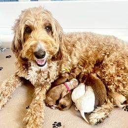 Boy 2 - male Goldendoodle puppy in S AI Nt John, Indiana from Lulu's Goldendoodles