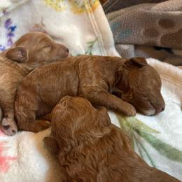 Shepherd - Red  male Goldendoodle puppy in Lillington, North Carolina from Peace, Love, and Puppies at the Creek
