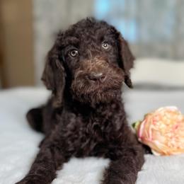 Shelby - Chocolate female Goldendoodle puppy in Osage City, Kansas from Golden Ridge Goldens