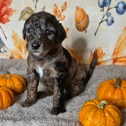 Cookie - Blue merle female Sheepadoodle puppy in Austin, Texas from Darling Doodles