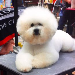 Bichon Frises and Poodles from Clas Haus