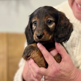 Girl 2 - female Dachshund puppy in Seattle, Washington from Sandstone Dachshunds