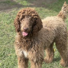 Dachshunds, Labradoodles, and Labrador Retrievers from Muddy Bay Kennels