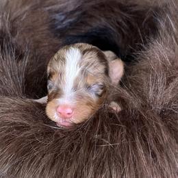 Bunny- Light Pink Collar - Red merle female Australian Shepherd puppy in Newport, Rhode Island from Wildlings Australian Shepherds