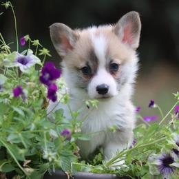 Cricket - Red male Pembroke Welsh Corgi puppy in Plains, Montana from Diamond Corgis