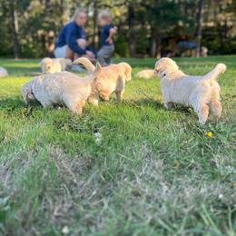Golden Retriever Puppies from Trillium Spring's Goldens