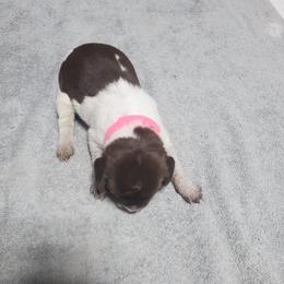 Girl 5 - female German Shorthaired Pointer puppy in Osceola, Missouri from Bird Dog Ranch