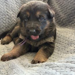 Flak - Black and red female German Shepherd puppy in Medical Lake, Washington from Nine Realms German Shepherds