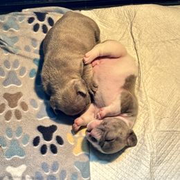 French Bulldog Puppies from Flawlessly French Bulldogs