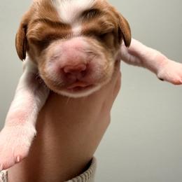 Judy Hopps - Orange and white female Brittany puppy in Prospect, Virginia from Sandridge Brittanys