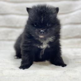 Twilight - Black female Pomeranian puppy in Stuart, Virginia from Lil Aussie Posse