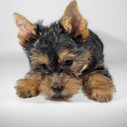 Green collar boy - Black and tan male Yorkshire Terrier puppy in Jacksonville, Florida from Yorkieology