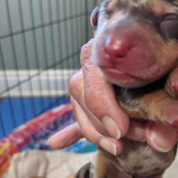 Boy 3 - Dachshund puppy in Sarasota County, Florida from Donna's Mini Joys