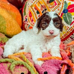 Ariat - Chocolate female Australian Labradoodle puppy in Decatur, Alabama from Southern Meadows Doodles