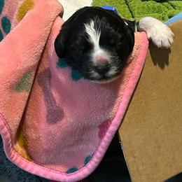 Pink - Black female Newfoundland puppy in Marysville, Washington from Black Lions Newfoundlands