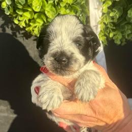Red boy - Parti male Miniature Schnauzer puppy in Oneonta, Alabama from Murphree Valley Kennels