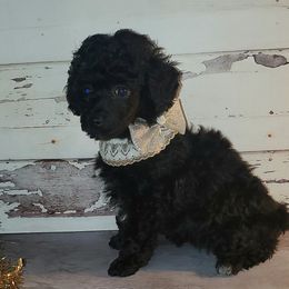Poodles from PacificNWPups