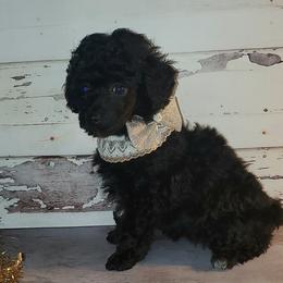 Poodles from PacificNWPups