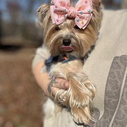 Yorkshire Terrier Puppies from Kruz Kennels
