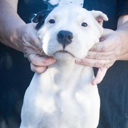 Pumba - Dogo Argentino puppy from Debonair Dogos