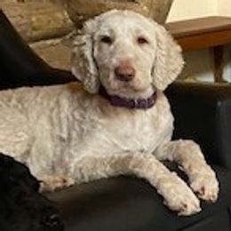 Thistle - Goldendoodle