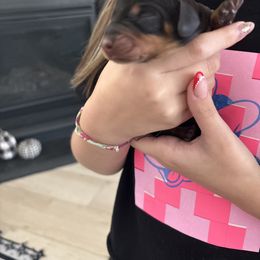 Zoey - Black and tan female Dachshund puppy in Tomball, Texas from Gutierrez House of Doxies