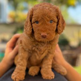Dory - Apricot female Goldendoodle puppy in San Jose, California from Red White and Doodle