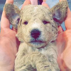 Double Doodles from Northern Valley Doodles