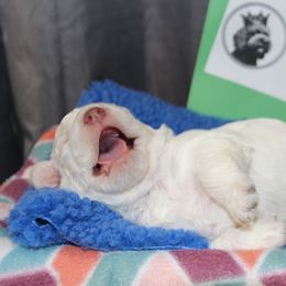 Lagotto Romagnolo Puppies from Royal and Loyal Lagotto Romagnolo