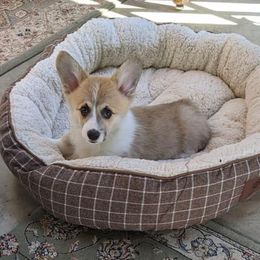 Bulldogs, French Bulldogs, and Pembroke Welsh Corgis from DiNels Pembroke welsh corgis