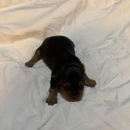 Abby - Black and tan female Yorkshire Terrier puppy in East Palatka, Florida from Patricia Diffey