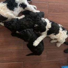 Goldendoodle Puppies from Crystal Coast Cuddles