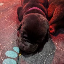 Labrador Retriever Puppies from Starfire Labradors
