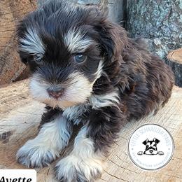 Miniature Schnauzer Puppies from Little Schnauzer Paws