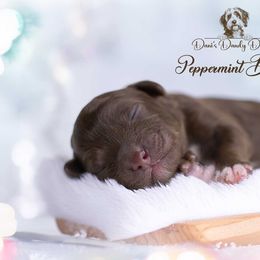 Peppermint Bark - Brown and white male Aussiedoodle puppy in Roebuck, South Carolina from Dani's Dandy Doodles