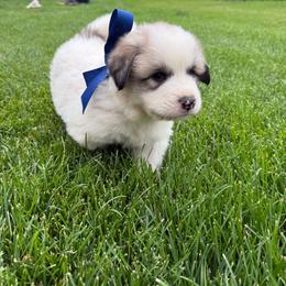 Mr Blue - White and badger male Great Pyrenees puppy in Idaho from Portneuf Range Pyrenees