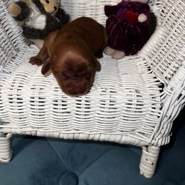 Rosie - Ruby female Cavalier King Charles Spaniel puppy in Avoca, New York from Palladino’s Cavaliers of Upstate NY