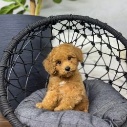 WALNUT - Red male Cavapoo puppy in Melissa, Texas from Southern Love Cavapoos