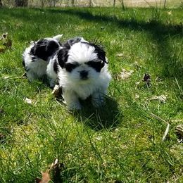 Shih Tzu Puppies from Country Blessed Shih Tzus