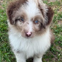Bronze - Red merle male Miniature Australian Shepherd puppy in Gatesville, Texas from Southern Promise Aussie’s