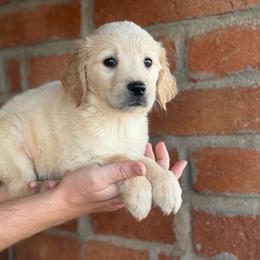 Rue - Golden female Golden Retriever puppy in Mc Neal, Arizona from K&N Golden Retriever Companion